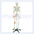 PNT-0104 170 cm tamanho de vida científico Anatomia humana esqueleto Modelo